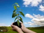 در راستای ترویج فرهنگ درختکاری ؛طرح هر دانشجو یک درخت در دانشگاه فنی و حرفه ای اجرا می شود 3